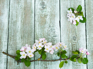 Flowers. Apple tree blossoms on rustic wooden background with copy space for greeting message. Vintage floral background with purple tone retro filter effect