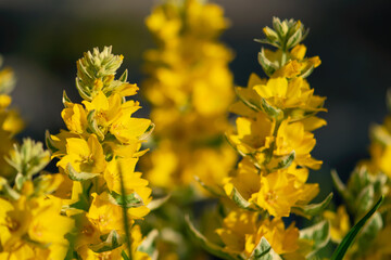 Spires of Yellow Flowers