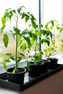 Potted plants near window