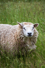 Animal collection, young and old sheeps grazing on green meadows on Schouwen-Duiveland, Zeeland, Netherlands