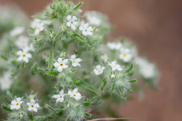 Yellow Eye Cryptanth Flowers