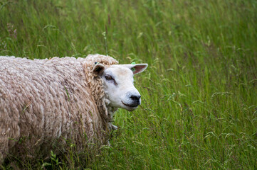 Animal collection, young and old sheeps grazing on green meadows on Schouwen-Duiveland, Zeeland, Netherlands