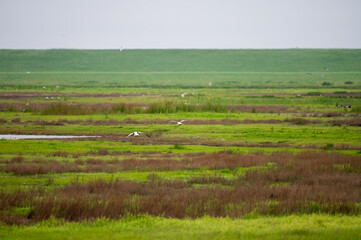 Fototapeta premium View from observation post on nature reserve area for birds protection in Zeeland, Netherlands
