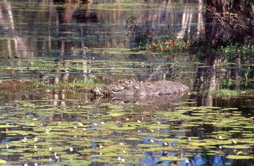 Saltwater Crocodile in a billabong