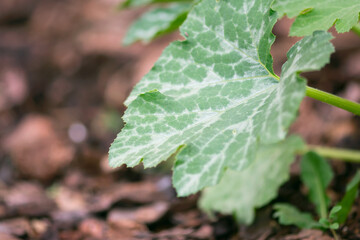 Zucchini Leaf