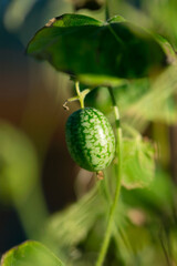Green Cucamelon