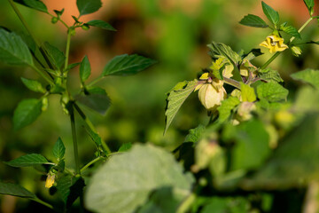 Ground Cherry Fruit