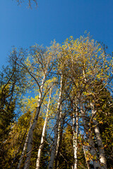 Aspens