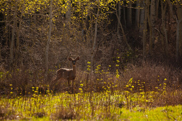 Deer in Forest