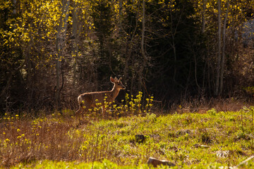 Deer in mountains
