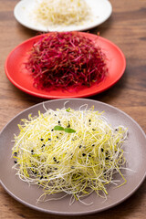 Young sprouts plants of red beet, alfalfa, leek ready for consumption