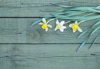 Flower. Daffodil. Spring flowers. Yellow Narcissus on wooden background. Bouquet of Daffodils. Dark vintage background with Narcissus. Copy space