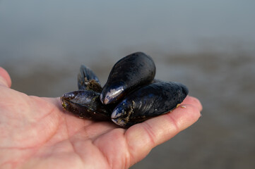 Hand with group of live mussels clams, low tide in North sea © barmalini