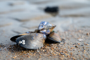 Group of live mussels clams lies on sand at low tide in North sea © barmalini