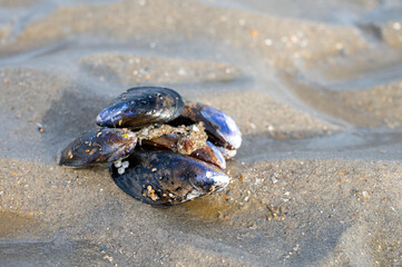 Group of live mussels clams lies on sand at low tide in North sea