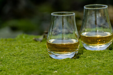 Tasting of single malt or blended Scotch whisky and seabed at low tide with green algae and stones on background, private whisky tours in Scotland, UK