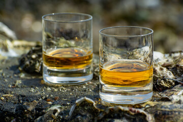 Tasting of single malt or blended Scotch whisky and seabed at low tide with algae, stones and oysters on background, private whisky tours in Scotland, UK