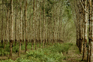 Para Rubber Tree Plantation at Nusantara Batulicin in Central Borneo. This Photo with Blurred...