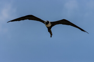 Fragata negra volando sobre un fondo de cielo azul