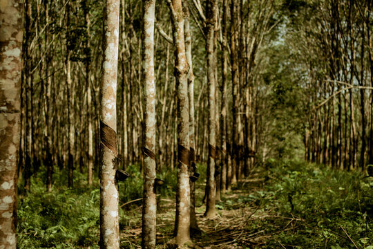 Rubber plantation in Kalimantan