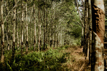 Fototapeta premium Rubber plantation in Kalimantan