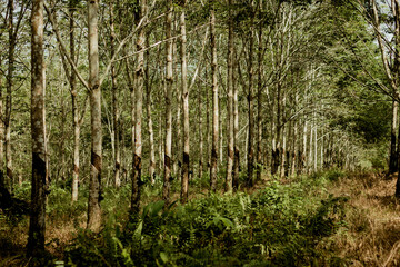 Para Rubber Tree Plantation at Nusantara Batulicin in Central Borneo. This Photo with Blurred Background.
