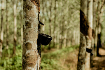 Rubber plantation in Kalimantan