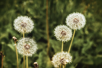 Obraz premium White fluffy dandelions in green grass on a spring or summer day, close-up.