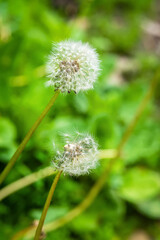 Flying dandelions on green background of grass, natural summer background