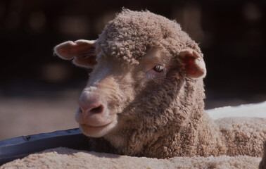 Single sheep with its head above the rest of the flock