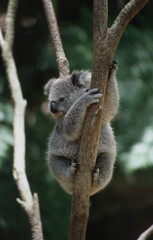 View of an adult Koala, sitting in the fork of a tree