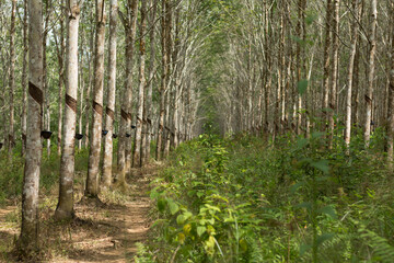 Fototapeta premium Rubber plantation in Kalimantan
