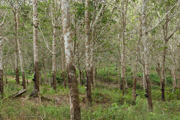Fototapeta premium Rubber plantation in Kalimantan
