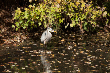 Water bird under bushes 