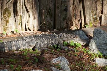 Alligator outdoors in the sunshine