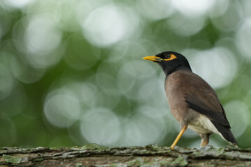 Bird in Singapore A Common Myna on a branch