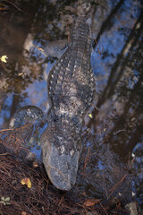 Alligator outdoors in the sunshine