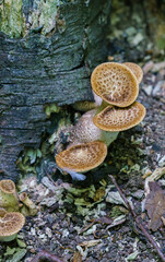 Cerioporus squamosus aka Polyporus squamosus is a basidiomycete bracket fungus, with common names...