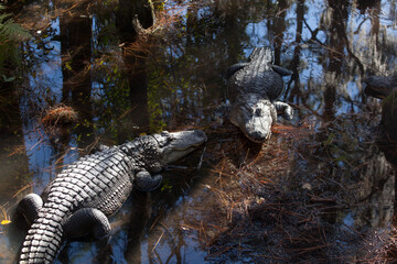 Alligator outdoors in the sunshine