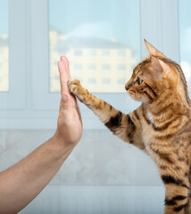 Bengal shorthair cat raises its paw and gives a man five indoors