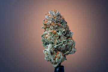 Cannabis Flower Macro - Strain: Exotic