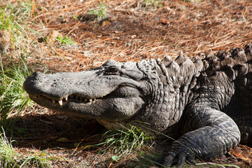 Fototapeta premium Alligator outdoors in the sunshine
