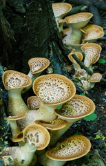 Cerioporus squamosus aka Polyporus squamosus is a basidiomycete bracket fungus, with common names...