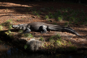 Alligator outdoors in the sunshine