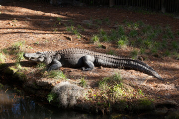 Alligator outdoors in the sunshine