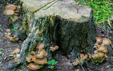 Cerioporus squamosus aka Polyporus squamosus is a basidiomycete bracket fungus, with common names...