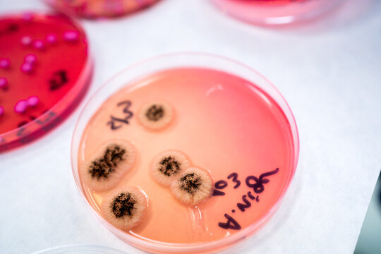 Science Research In A Lab