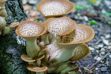Cerioporus squamosus aka Polyporus squamosus is a basidiomycete bracket fungus, with common names...