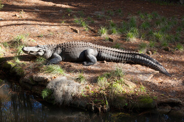 Alligator outdoors in the sunshine