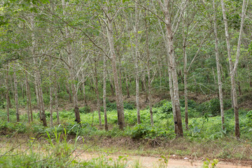 Rubber plantation in Kalimantan